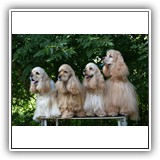Lilu, Prima, Alice and Red.