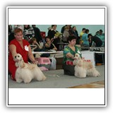 JCH RUS, RUS CH, 2 x Candidate to CH Club Antaleks To Be A Star